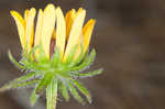 Missouri orange coneflower